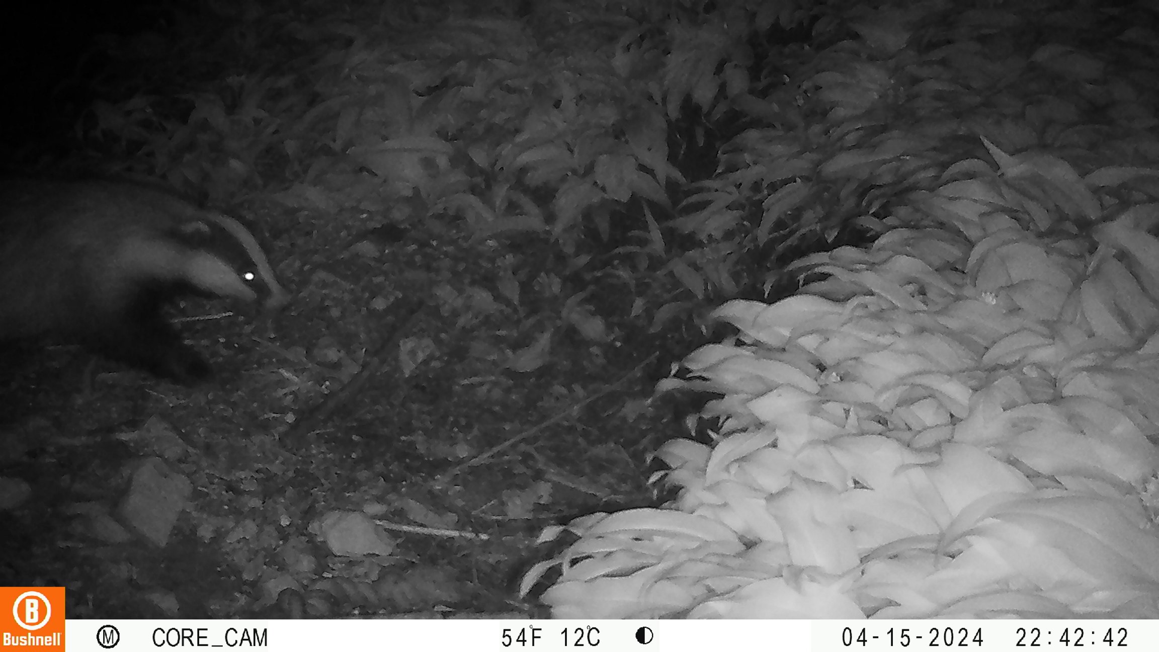 Here's one of our garden visitors, caught on the trail cam.